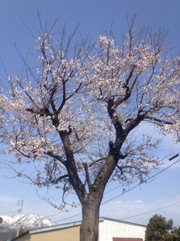 桜2013.jpg